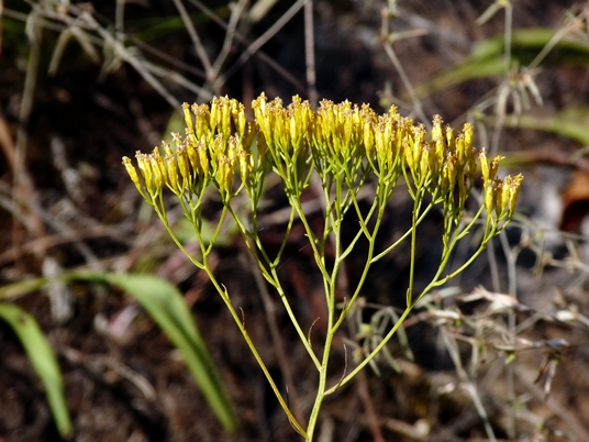 {Bigelowia nuttallii}